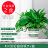 Green Potted Planting Room New House Houses absorb formaldehyde purifying air hydraulic green plant flowers, long vine green dill