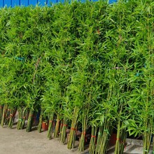 仿真毛竹假竹子酒店餐厅家居室内隔断装扮装饰批发绿植