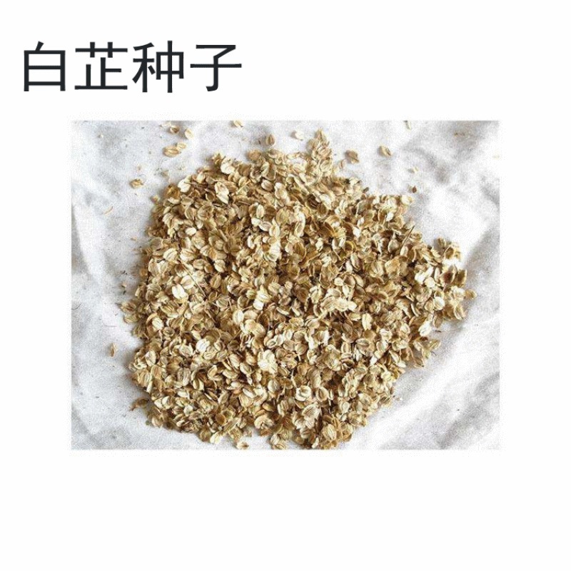 散装新白芷种子达乌里当归 走马芹兴安 白芷川中药材种籽白芷种