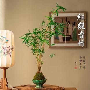 Red Bamboo Red Guanyin Bamboo Moss Ball Moss Ball Hydroponic Rice Bamboo Indoor Plant Potted Desktop Bonsai Living Room Green Plant