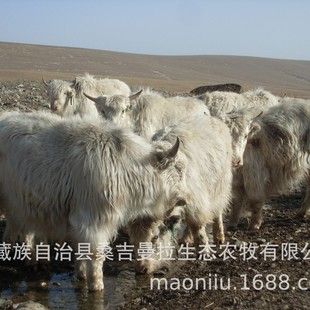 �ך�ţ�� �ښ�ţ�� ��ţ���� ��ţ�Ѓr�� С��ţ���������u��