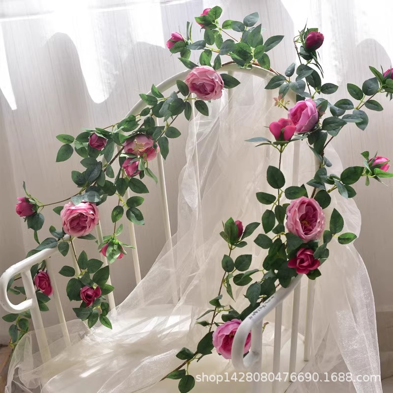 1.75m 오스틴 바인 로즈 파우더