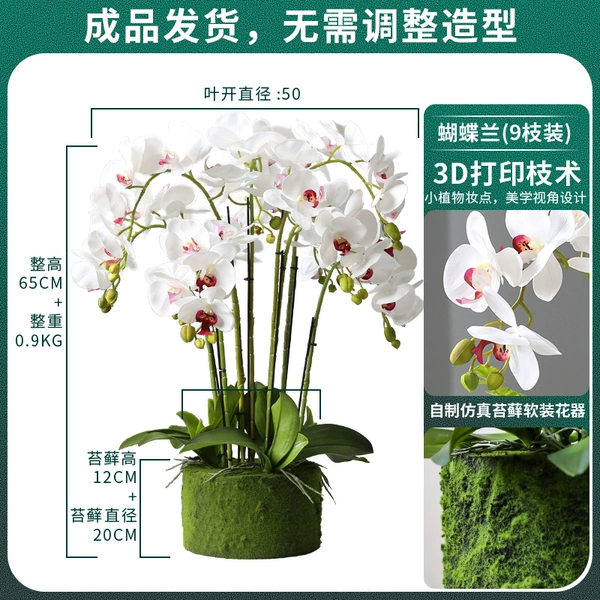 White Red Heart Phalaenopsis 9 branches of moss world