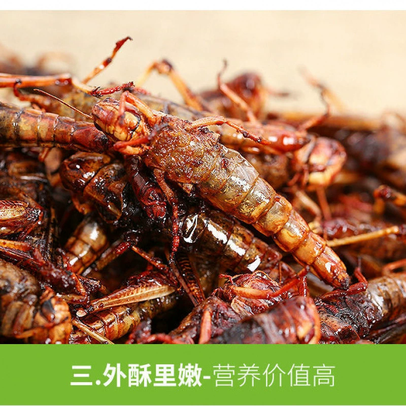 Свежеобжаренные жуки-соломенники, готовые к употреблению закуски без крыльев, жуки-соломенники, чили, соленые закуски, деликатесы из насекомых, свежие жуки-соломенники с фабрики