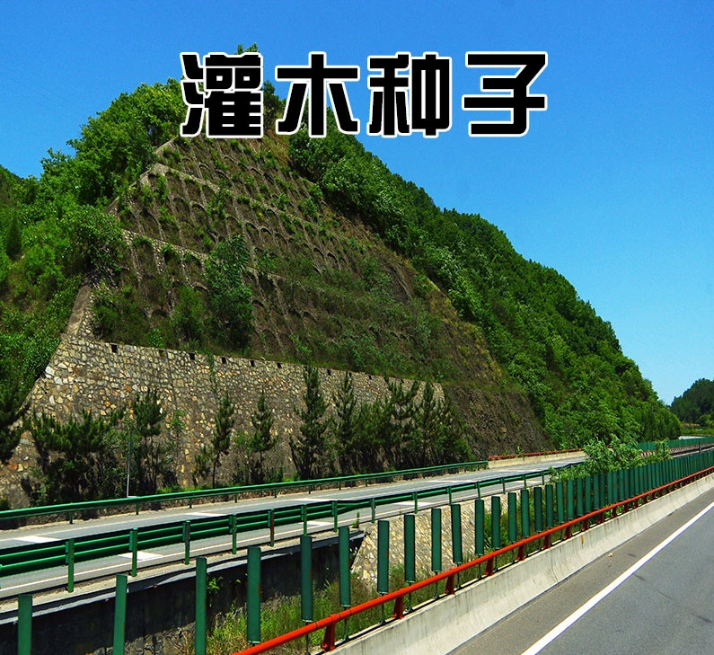 Защита склонов семян кустарника Lespedeza Amorpha fruticosa маленький цветок короны Крупный рогатый скот Crotalaria фасоль Robinia pseudoacacia Leucaena leucocephala виды