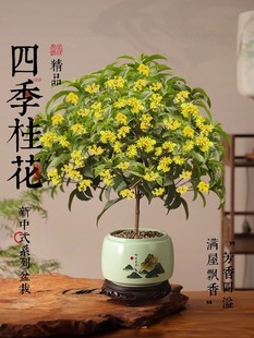 𻨘ļԝ̨҃ͥԺԽ𵤹𻨻ͺֲ