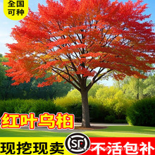 红叶乌桕树苗彩叶苗木丛生乌桕大型别墅庭院风景树名贵苗木老树桩