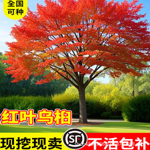 �t�~���������~��ľ����������̈́e��ͥԺ�L�������F��ľ�Ϙ䘶