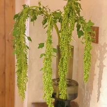 柔丽丝吊米情人泪婚礼鲜花云南鲜花直批花艺插花配花斗南基地