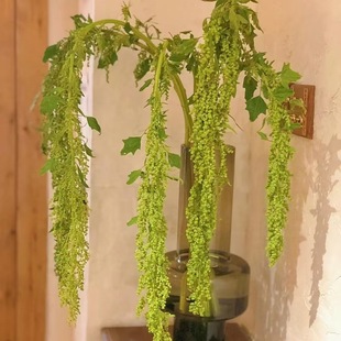 Rouli Si Diaomi Lover's Tears Wedding Flowers Yunnan Flowers Directly Approved Floral Arrangements with Flowers Dounan Base