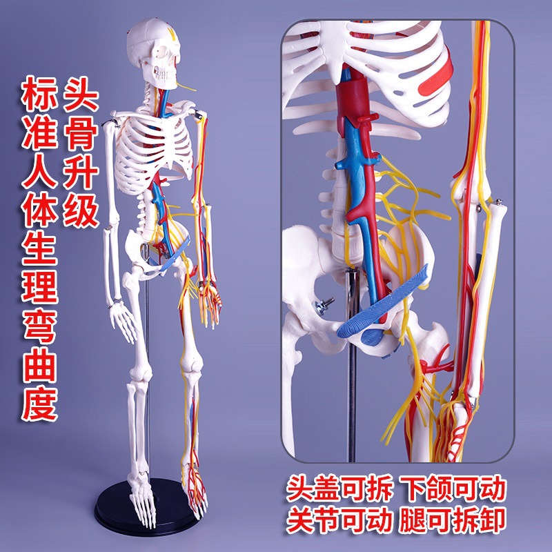 Physiological realistic removable skeleton, medicine toy, human bone