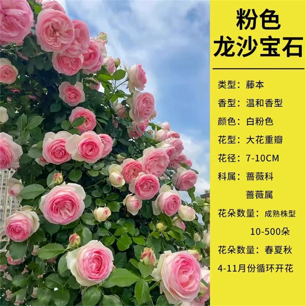 Колледж Цветок Рассада Виноградная лоза Роза Большой цветок Ароматный Сад Вьющееся Виноградное растение Цветочный балкон Роза в горшке Четыре сезона Цветение