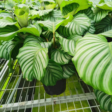 青苹果竹芋紫背天鹅绒室内植物北欧风客厅绿植净化空气观叶