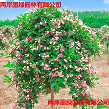 ����\�����������Լt���ӻ���e��ͥԺ�ͺ������L����ߗU�\����