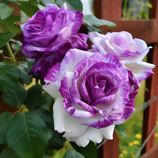 Rose Seedlings, Authentic Strong-Scented Four-Season Potted and Ground-Planted Roses, Old Roots, 3 Pieces Per Batch, Manufacturer