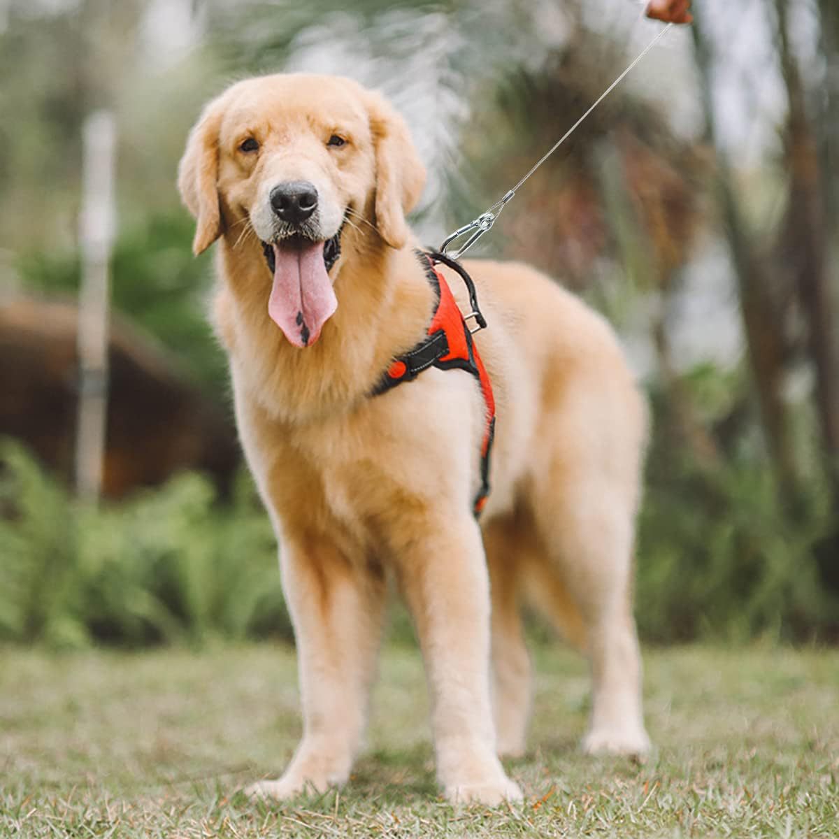 61ql0pFhLVL._AC_SL1200_