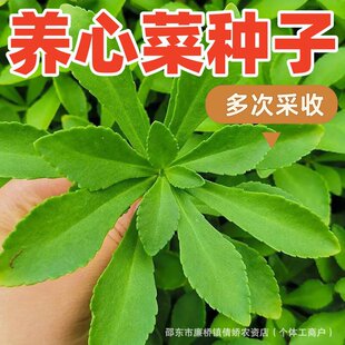 �B�Ĳ˷N�Ӹ��}���Ĳ��B�����ļ��N�̨�����͟�ԭ�b�߲��߲˷N��