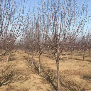 ���Ի��ع������庣�Ĵ�֦�����������Ĺ��x���Ĉ@�־��^�ͺ�ֲ��