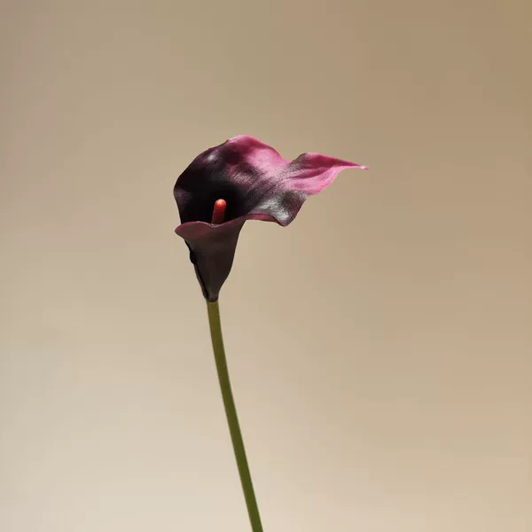 Purple red