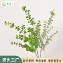 家居婚礼仿真布置尤加利