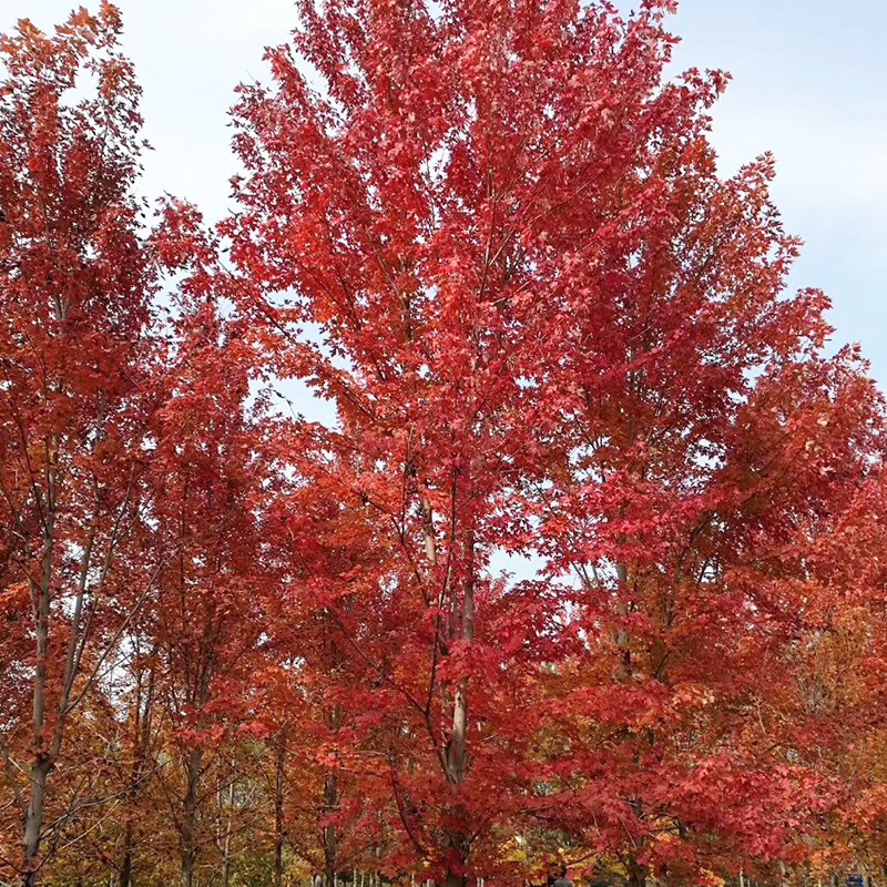 美国红枫1