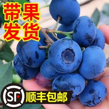 批发蓝莓树果苗带果蓝莓苗盆栽南北方种植兔眼特大阳台果树苗当年