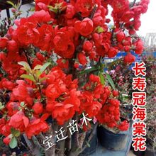 ���Ļ����Ե��Ժ��B�׻��̨�������ļ��������~�ͺ�ͥԺ�҃ȾGֲ