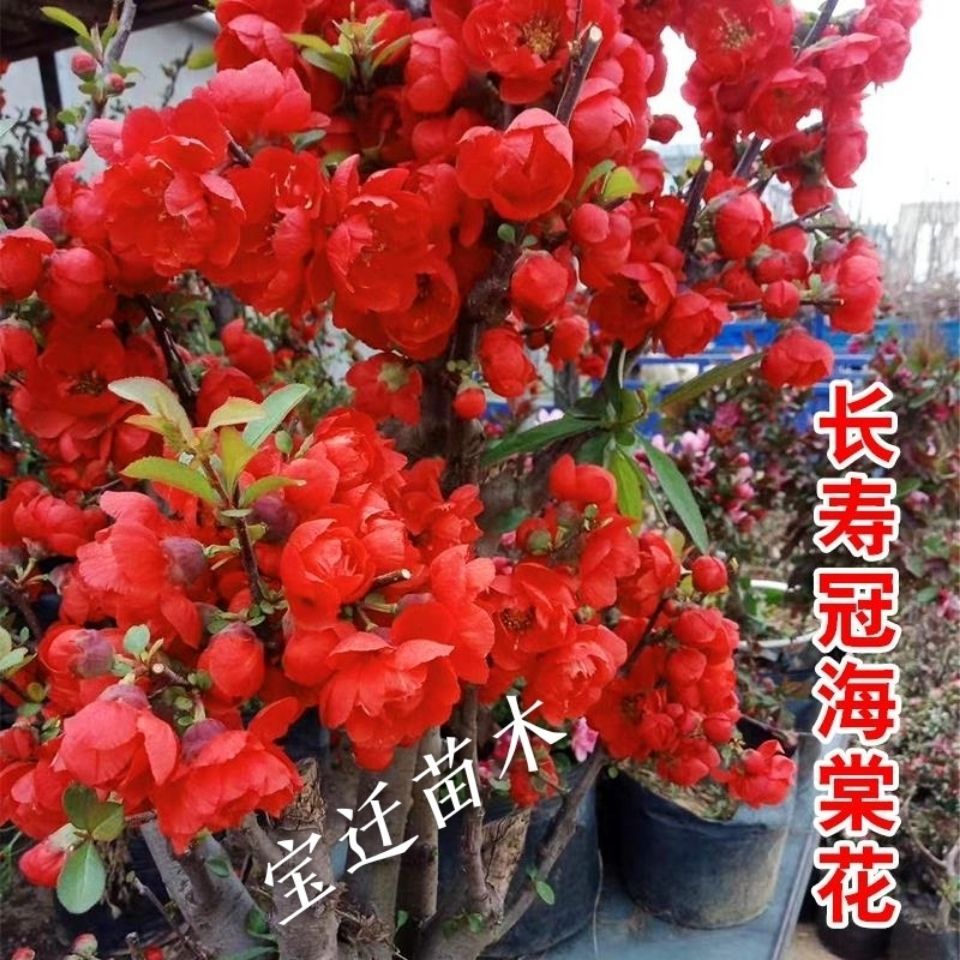 海棠花盆栽地栽好养易活阳台年宵花四季海棠落叶耐寒庭院室内绿植