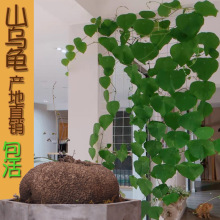 绿藤山乌龟大型室内外网红爬藤植物绿植墙造景金不换盆栽花卉包活