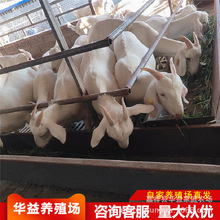 白山羊多胎多羔好饲养放养山羊羊羔一只也送货到家