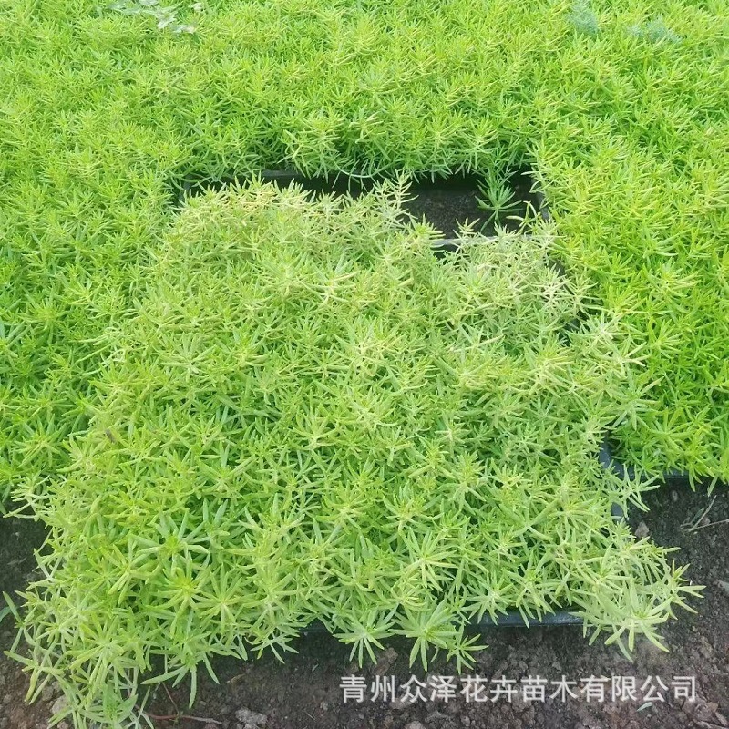 方盘佛甲草黄金条耐寒耐旱植物满盆满铺效果好