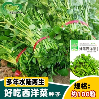 研优好吃西洋菜种子 水陆两生水芥菜豆瓣菜种子 菜园阳台盆栽水培