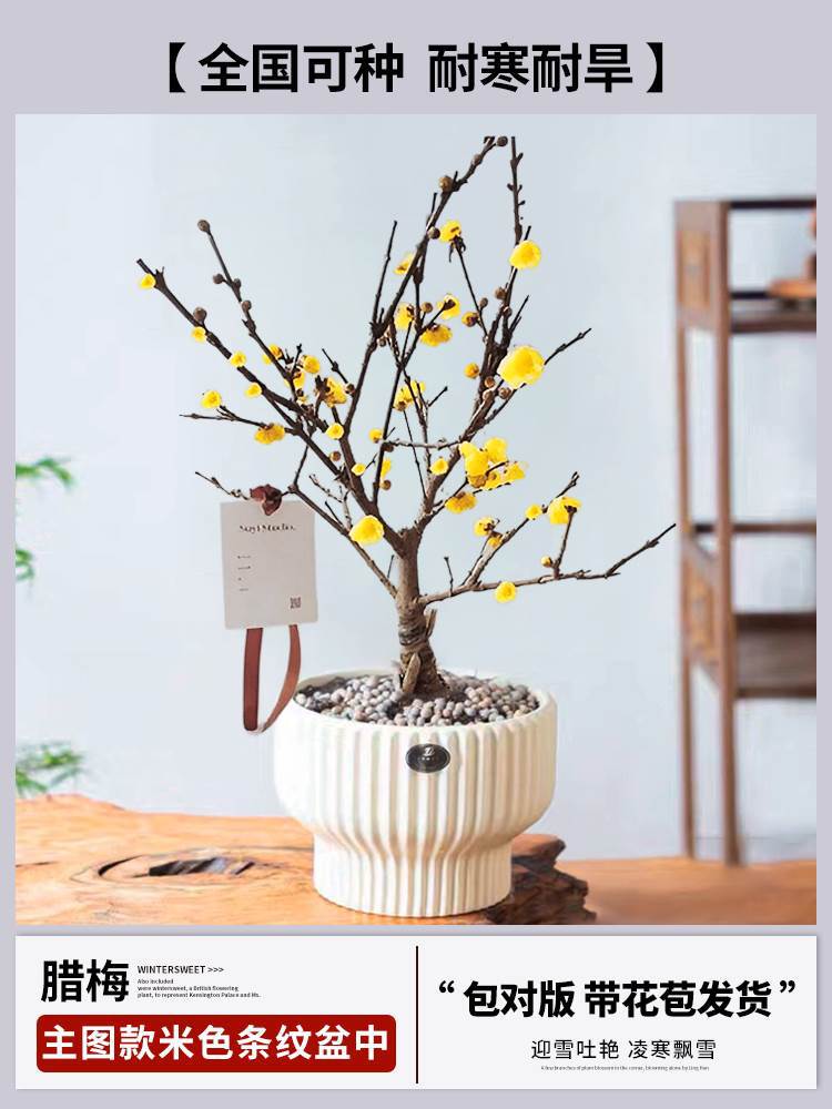 핫셀링 메인 사진 스타일 [선택된 윈터스윗 + 미디엄 베이지 스트라이프 화분] (개화기에는 꽃이 피고 재발행되지 않습니다)