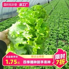 一件代发奶油蔬菜紫生菜紫包菜种籽美国大速生菜种子阳台庭院均可