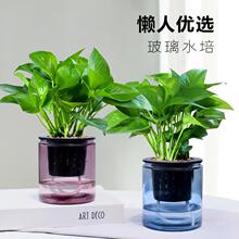 绿萝盆栽植物玻璃水培植物办公室净化空气小盆栽桌面四季好养植物