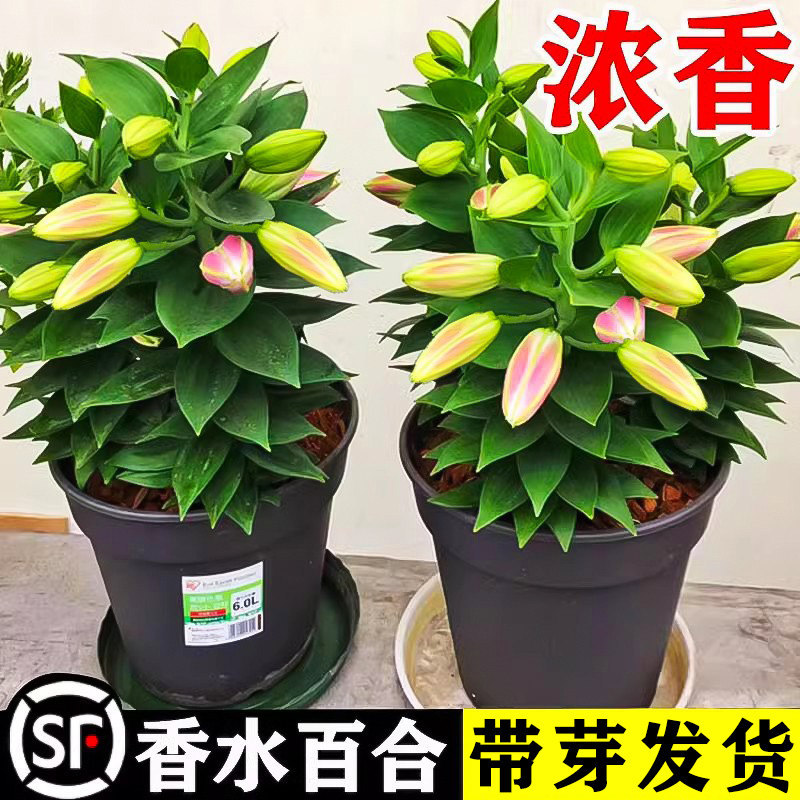 Lily flower bulbs imported perfume lily four seasons good flowers to…