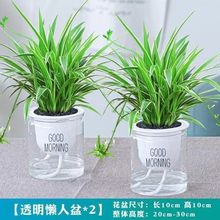 金边吊兰盆栽花卉植物室内阳台净化空气去某醛小绿植水培垂吊客厅