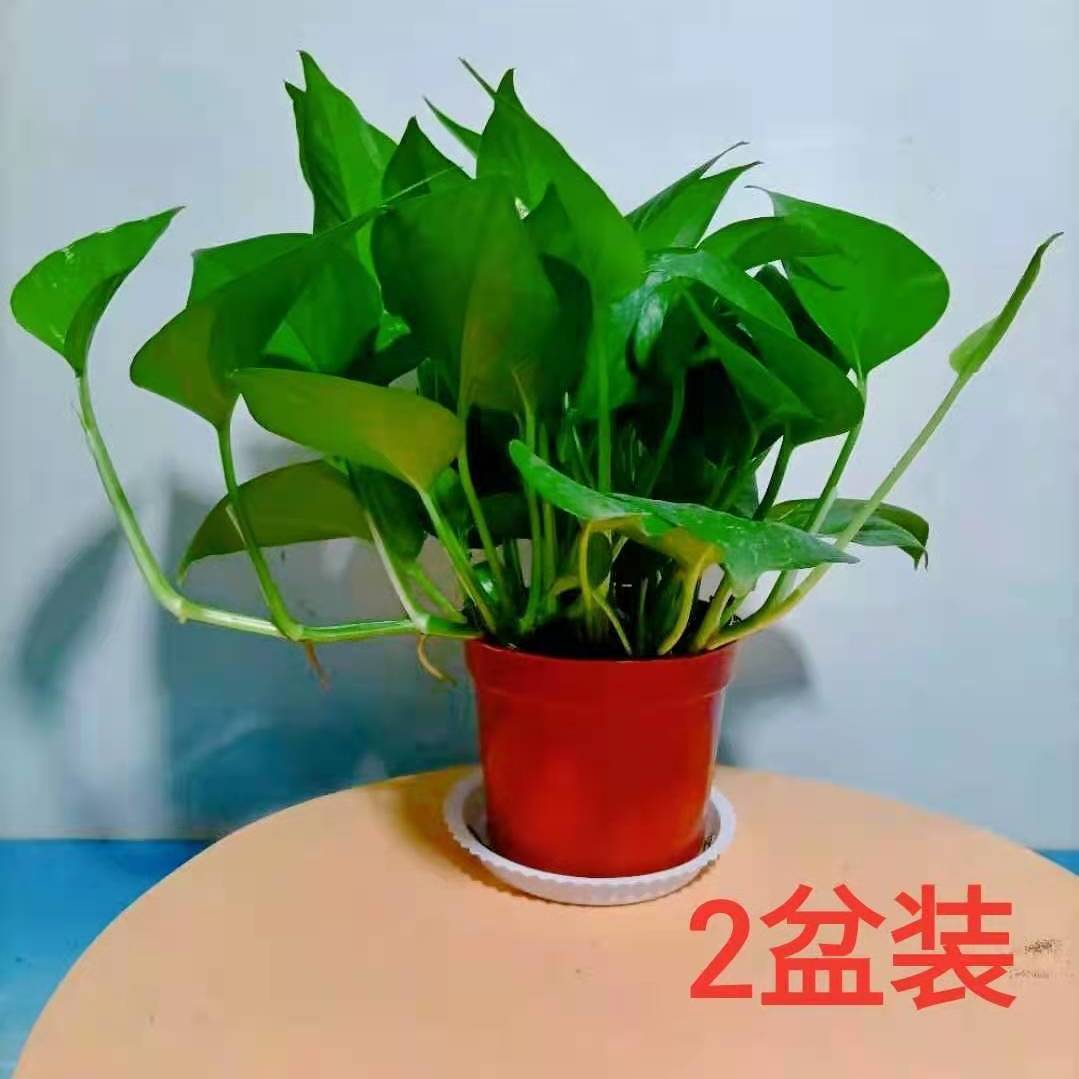 12Cm 작은 포토스 화분 2개에는 [영양액] + 트레이 버전이 함께 제공됩니다.