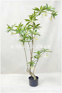 ����Gֲ�t�F��G150cmܽ�ؘ����Է����辰��ֲ���b��҃Ȕ[��