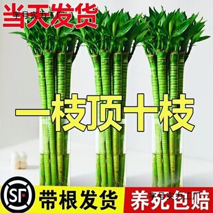 �����Ĳ������������^�����D���F��ֲ��ˮ�B��������ˮ��Gֲ