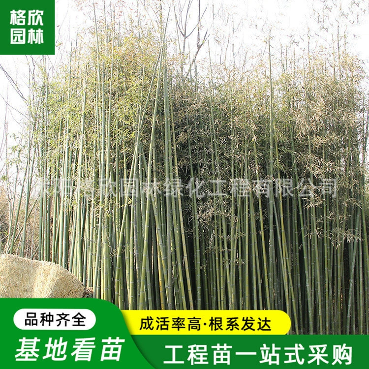 Phyllostachys pubescens инженерные саженцы оптом живописное место декоративный бамбук море вечнозеленый бамбук ранние садовые сорта бамбука завершены