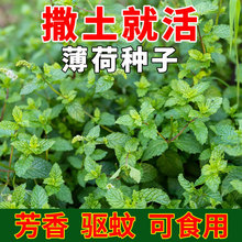 ʳñɷNm㙎؈ļNļԻN