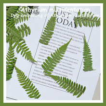 猴腿蕨 真叶子植物压花DIY滴胶手机壳相框书签脸部贴花装饰材料包