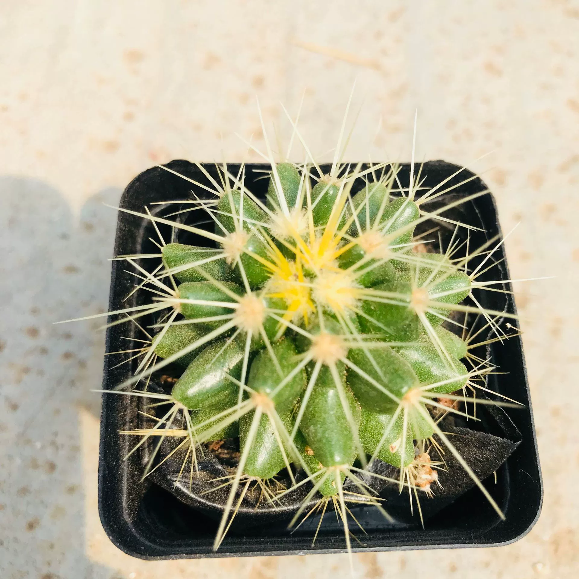 Мясистое растение Маленькая парта в горшке Лапша Кактус Золотая Корона Мэн Забавные колючие мясистые маленькие растения в горшке Легко вырастить для новичков