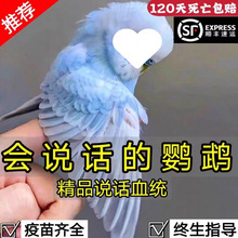 虎皮鹦鹉活鸟会说话的大头鹦鹉手养宠物小鸟活鸟幼鸟活物观赏