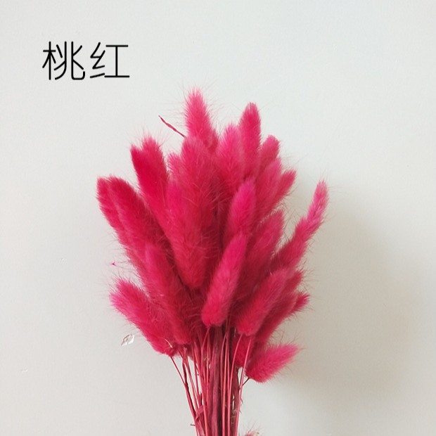 Hierba de cola de conejo flor seca hierba de cola de conejo blanco un montón de 50 piezas