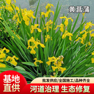 �S���ѻ������l�S���Sβˮ��ֲ��ӵ��G��������ع���ͦˮ������