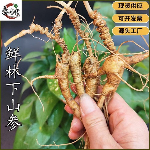Wholesale 30-year-old fresh wild ginseng from Changbai Mountain, used for making wine and cooking soup, wild ginseng seeds, delivered by SF Express
