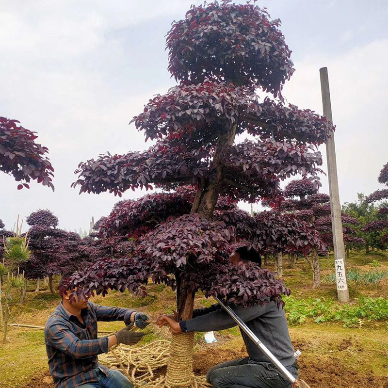 基地批发造型红花檵木桩 批发红花继木树桩 庭院绿化红花檵木古桩