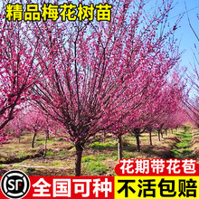 ͺt÷ͥԺļֲt÷D÷G÷